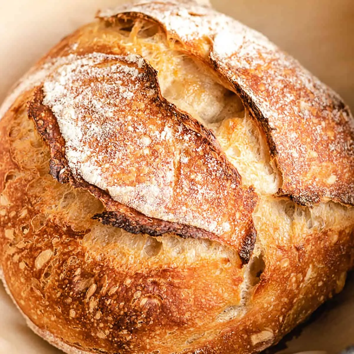 Baked sourdough loaf in a dutch oven.